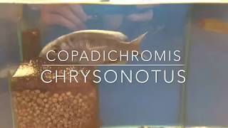 African cichlid  copadichromis chrysonotus [upl. by Duvall]