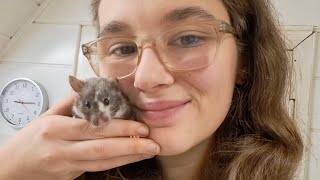 Alle meine Hamster Gehege 🐹 Zwerg und Goldhamster Update 🐾 LIVE [upl. by Cloots562]