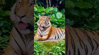 Malayan tiger  Mandai Zoo shorts [upl. by Greenleaf]