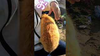 猫」「CAT amp PEACE」 cat straycat ねこ動画 ねこ 猫動画 猫好きさんと繋がりたい [upl. by Einttirb]