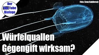 Würfelquallen – Ist ein Gegengift sinnvoll [upl. by Sigfrid]