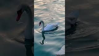 Millstatt am See  Kärnten 🦢￼Millstätter See🦢 [upl. by Hara240]