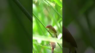 Orangecheeked waxbill 橙頰梅花雀  UPC birds sonysingapore nature [upl. by Morganne]