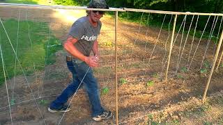 How to make a cheap pole bean trellis [upl. by Yorgo]