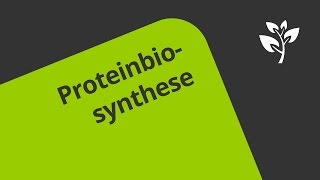 Erläuterung der Proteinbiosynthese  Biologie  Genetik [upl. by Landing641]