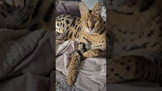 Sweet Serval Cat exotic fyp fypシ゚viral fypyoutube cat servalcat beautiful [upl. by Ellebasi]