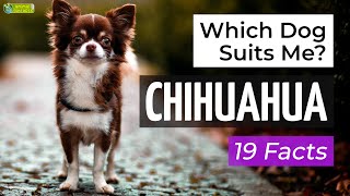 Is a Chihuahua the Right Dog Breed for Me 19 Facts About Chihuahuas [upl. by Saks]