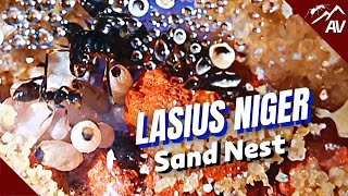 LASIUS NIGER Sand Nest  Tunnel digging in DIY Ant Farm [upl. by Ossy]