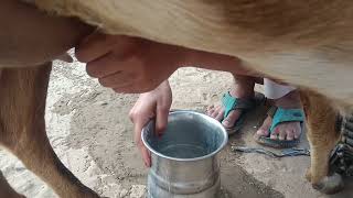 specially goat milking by hand Bakri ka doodh [upl. by Ardnaeed483]