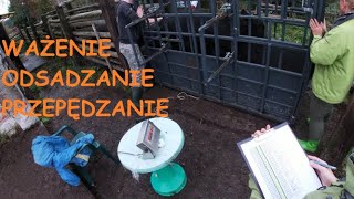 59 Ważenie i oddzielanie cielaków od krów Świetny wynik [upl. by Ottie]