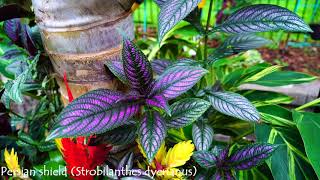 Persian Shield Stunning Purple Leaves [upl. by Cobbie]