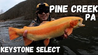 Trout Fishing Pine Creek PA 2023 [upl. by Ehrman299]