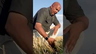 Zero Tillage SoilHealthFarmSustainabilitySoilConservationRegenerativeAgriculture [upl. by Blen]