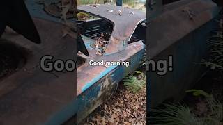 Mornings  the salvage yard chrysler automobile dodge vehicle car plymouth mopar cars [upl. by Dripps]