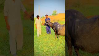 Khandane bhanse for sale foryou comedy shortvideos trending trendingshorts [upl. by Ermine832]