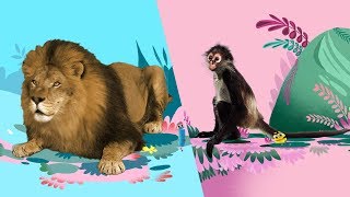 StoryBots  Animal Songs 🦁🐵🐪 Music To Learn For Kids  Netflix Jr [upl. by Nylyram453]