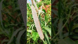 Cucumber harvestingbanuammachigarden [upl. by Lledor]