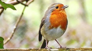 Robin Birds Singing and Chirping  Beautiful Bird Sounds and Bird Song [upl. by Yllet]