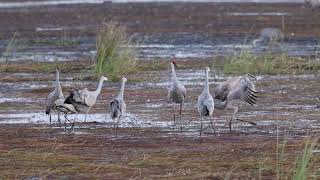 Sandhills Dancing 1 [upl. by Speroni808]