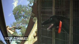 GRAPHIC FOOTAGE Greyhounds live baited with piglets possums during training [upl. by Atinehs]