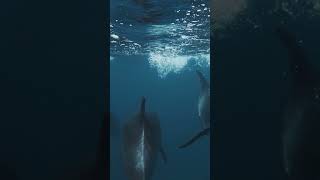 Chasing Bottlenose Dolphins  Galápagos Islands  Lindblad Expeditions [upl. by Xever428]