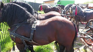 Târg de cai Vicovu de Sus  Bucovina 4 Mai 2024 [upl. by Wooster354]