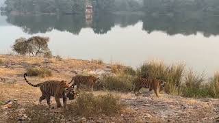 tiger ranthambore Ranthmbor viralvideo lakhangangli [upl. by Nauqel]