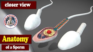 Anatomy of the Sperm [upl. by Cutcheon170]