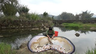 There are many pearl mussels growing in the water pool in the wild the pearls are so beautiful [upl. by Eelynnhoj]