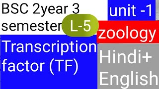 BSC 2nd year 3 semester zoology topic Transcription factor TF [upl. by Vandervelde938]