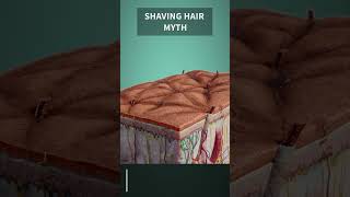 Does shaving really make hair grow back thicker [upl. by Cristal]