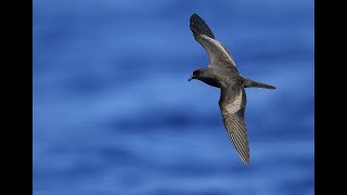 Bulwers Petrel Madeira July 2019 [upl. by Adnamar]