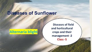 Diseases of Sunflower🌻 Alternaria Blight Plant Pathology Hindi Explanation [upl. by Babbette]