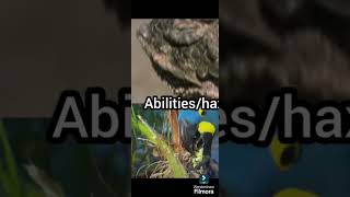 Horned lizard VS hyacinth macaw animales animals debates edit gozillavskong birds [upl. by Iew]