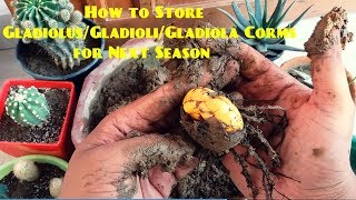 How to Store GladiolusGladioliGladiola for Next Season [upl. by Furlani793]