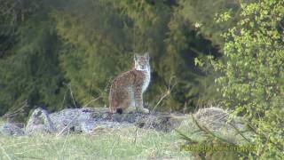 LODJUR Lynx Lynx Eurasian lynx Klipp  342 [upl. by Earahc349]