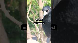 Magpie Call vs Cockatoo Feed [upl. by Cudlip]