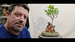 repotting dwarf schefflera and ficus over statue [upl. by Smada]