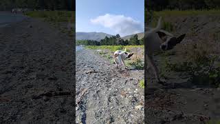 Sevan lake Dog Paradise [upl. by Havener90]