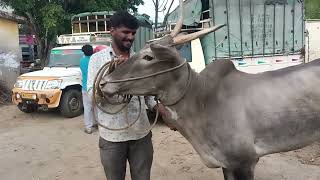 Super Hallikar cow and male calves in Kellamangala Cattle market Tamil Nadu [upl. by Vish784]