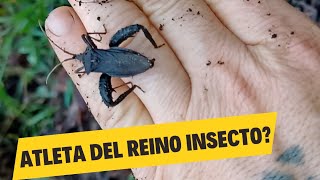 Acanthocephala Femorata Atletas del Reino Animal descubre su agresividad 😬 [upl. by Naujled]