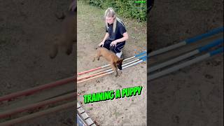 Training Belgian Malinois belgianmalinois pets dogtraining puppy belgianmalinios workingdog [upl. by Reinald163]