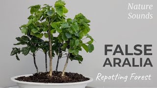 Olympia False Aralia Dizygotheca Elegantissima Repotting Mini Forest Oct2022 [upl. by Rawdan]