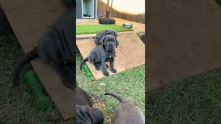 Cane Corso Puppy Power [upl. by Anaimad]