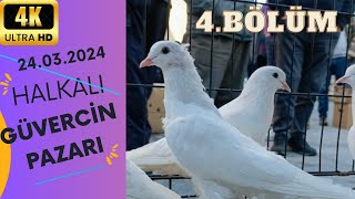 VOLUME  1 SİYAM UÇUM VİDEOSU pigeon birds animals güvercin quot4Kquot [upl. by Aicilic]