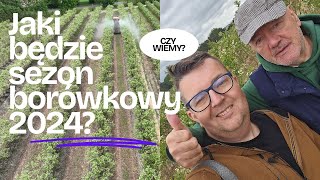 Jaki będzie sezon borówkowy 2024 [upl. by Garate15]