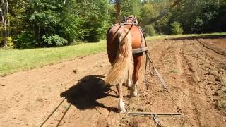 horse Drawn Chain Harrow [upl. by Chavez]