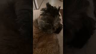 You can take my ears but you cannot take my liberty 👂🏻🗽dog funnyvideo [upl. by Marcelline]