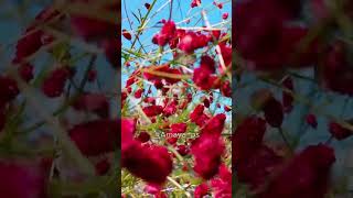 Burnet  Sanguisorba Officinalis  Tanna [upl. by Ashatan594]