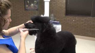 Grooming the Topknot and Crest of a Standard Poodle in a Lamb Trim [upl. by Annayehc93]